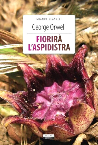 Fiorira aspidistra george - fiorira',