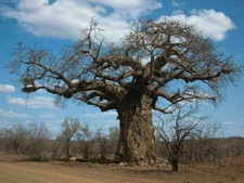 BAOBAB - TYPED ADANSONIA, 10 semi + GRATIS