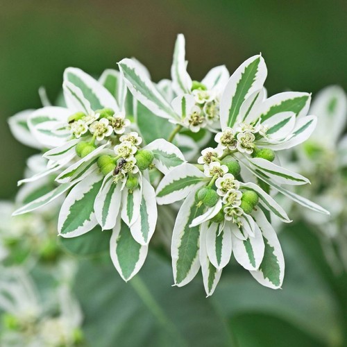 Euphorbia marginata seёds 50 - euphorbia, seёds.