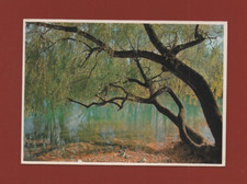 Salice Piangente .... (Rif