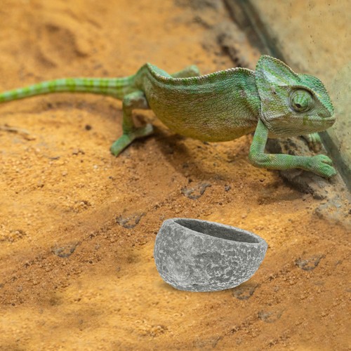 Ciotola acqua geco - , leopardo