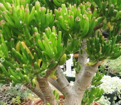 100 hojas crassula ovata - de,