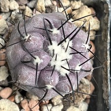 M Copiopoa Cinerea Mont