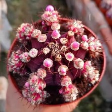 Pianta di cactus succulenta 6