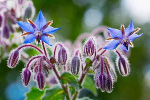 250 samen borretsch borago - 250,