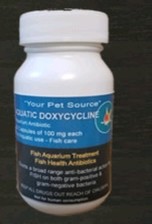 Doxiciclina Iclato 60 Capsule
