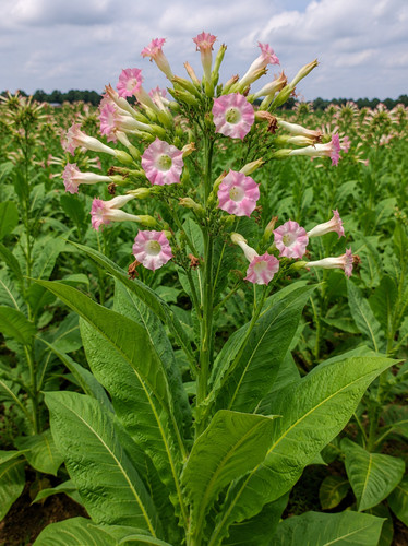 Nicotiana tabacum 000 - nicotiana, tabacum,