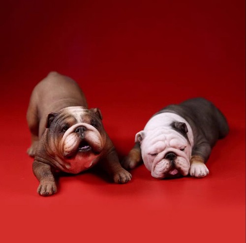 British bulldog coppia - mr.z,