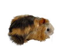 Porcellini d'India peluche da