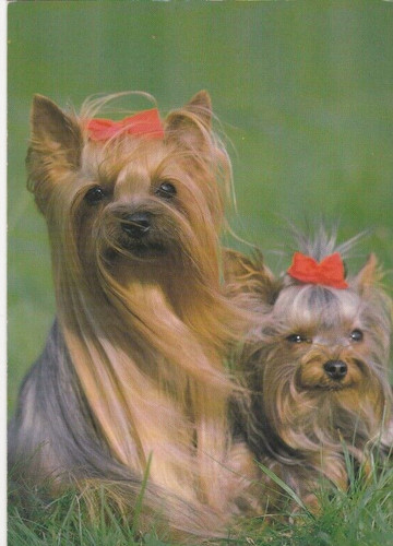 Yorkshire terrier yorky - terrier, ****