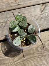 Hoya Matilde Super Silver
