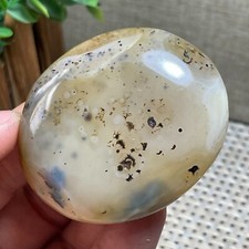 Piante acquatiche crude