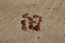 SEQUOIA SEMPREVERDE - SEQUOIA SEMPERVIRENS, 10 SEMI SELEZIONATI