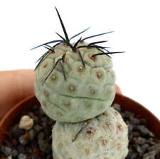 Tephrocactus geometricus BLACK