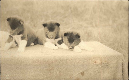 Malamute husky puppy dogs - or,