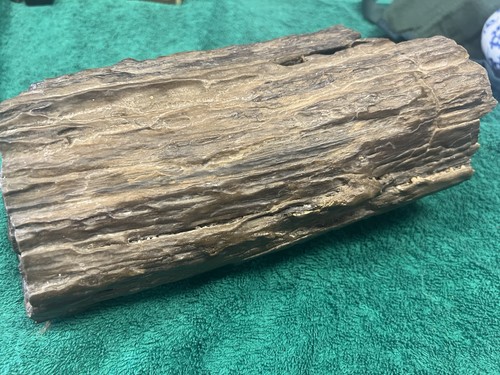 Fossile legno provenienza - fossile,