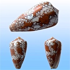 Conidae, Conus behelokensis