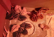 24 uova di QUAGLIA FERTILI