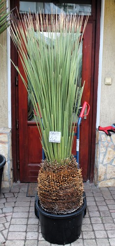 Dasylirion miquihuanensis dal