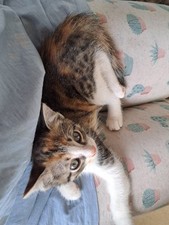 Cuccioli Di Gatto In Regalo