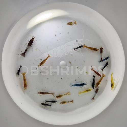 Neocaridine davidi mix low - mix,