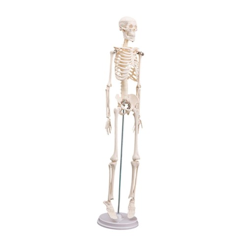 Modello scheletro del - , corpo