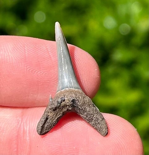 Dente squalo tigre - tigre, sabbia