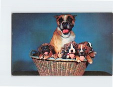 Cartolina Boxer Cane e