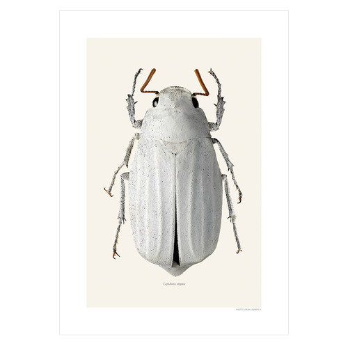 Stampa coleottero lepidiota