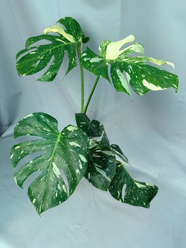 Monstera thai constellation - monstera,