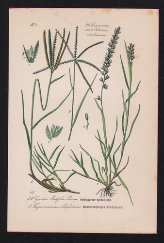 1880 hundszahngras - 1880,