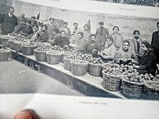 DUCROT CAFLISCH ARENELLA