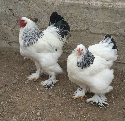 Uova fertili feconde - uova,