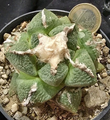 Ariocarpus lloydii from seed - from,