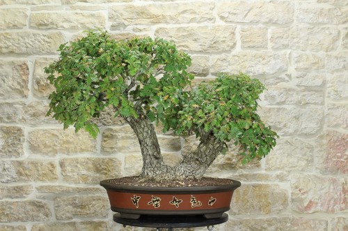 Bonsai quercia roverella - bonsai,