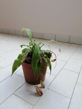 Nepenthes Mirabilis x Vicking