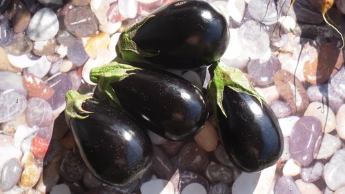 200 semi melanzana - di, "redonda