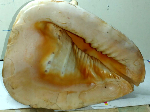 Conchiglia equatoriale casco - conchiglia,