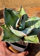 Agave Titanota White Ice