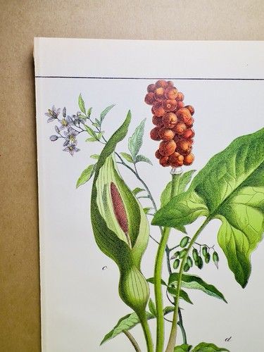 Antico poster fiore - antico,