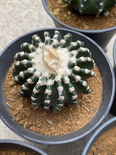 Discocactus horstii cm - horstii, 4-5