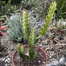 Euphorbia trigona 'Mint Cream'
