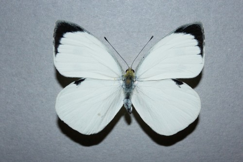 Pieris brassicae male exuvia - brassicae,
