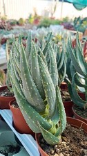Aloe dichotoma succulente