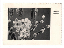 M 260 - Pasqua * Narcisi