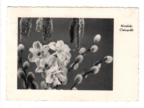 260 pasqua narcisi - m,