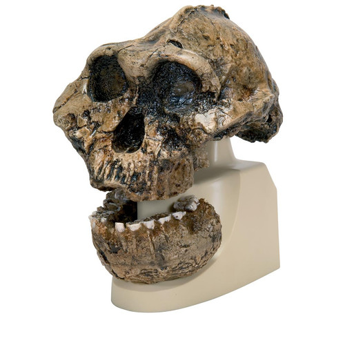 Vp755 replica cranio - vp755/1, di