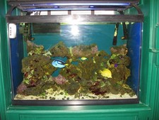 Used Saltwater and Reef