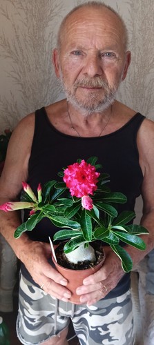 Adenium obesum rosso - adenium, screziato