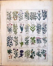 Vecchia Stampa Gen Asta Abete Erbe Uva spina Arbusto Culpeper C1857 Grou 19°